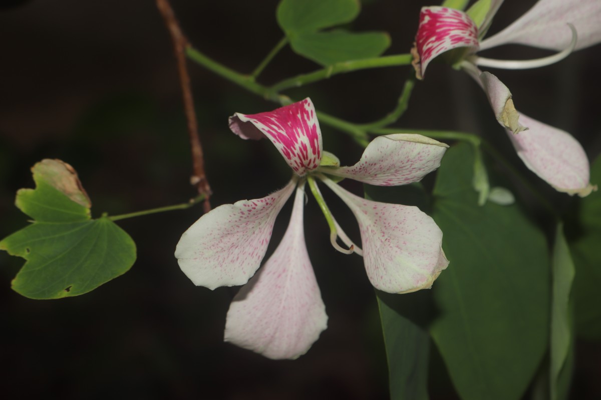 Bauhinia monandra Kurz